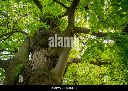 Le châtaignier (Castanea sativa) close-up de tronc d'arbre et feuillage Banque D'Images