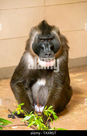 Mâle adulte (singe Drill Mandrillus leucophaeus) au Zoo d'Edimbourg, Ecosse, Royaume-Uni Banque D'Images