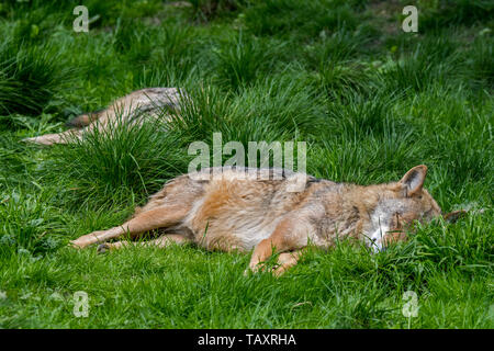 Deux loups gris / grey wolf (Canis lupus) Paire de dormir dans les herbages / meadow Banque D'Images