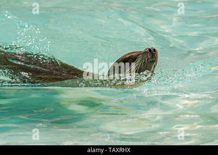 De Californie (Zalophus californianus) Nager dans l'eau, originaire de l'ouest de l'Amérique du Nord Banque D'Images