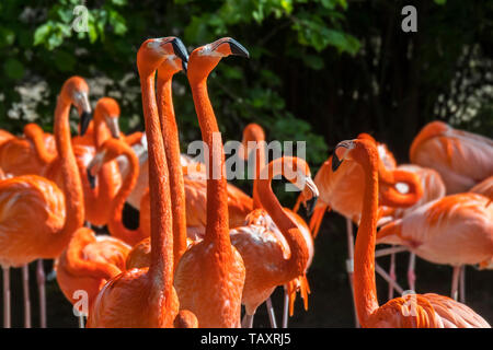 American flamingo / flamingo cubain / Caraïbes flamingo (Phoenicopterus ruber) troupeau Banque D'Images