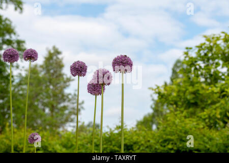 L'allium altissimum 'Goliath' fleurs dans un jardin frontière. L'Oignon à fleurs ornementales RHS Wisley Gardens, Surrey, Angleterre Banque D'Images