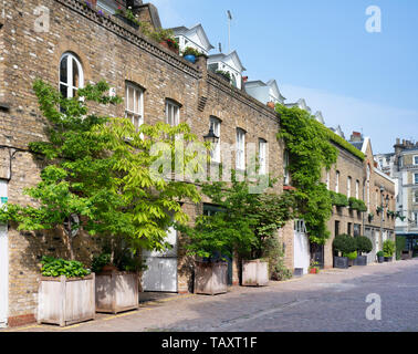 Les petits arbres dans des conteneurs à l'extérieur des maisons dans Reece Mews, South Kensington, Londres. L'Angleterre Banque D'Images