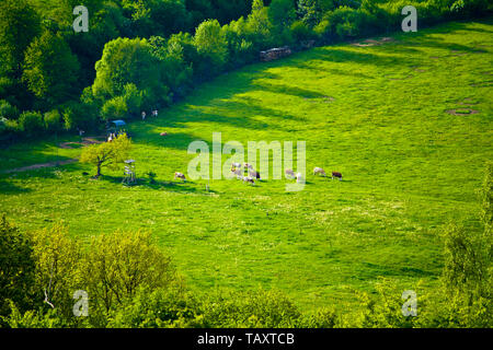 Vaches dans un pâturage de montagne idyllique en Bavière Banque D'Images