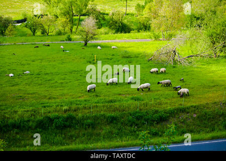 Moutons sur un pâturage de montagne idyllique en Bavière Banque D'Images