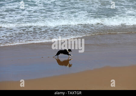 Chien frontière collie sur la plage Banque D'Images