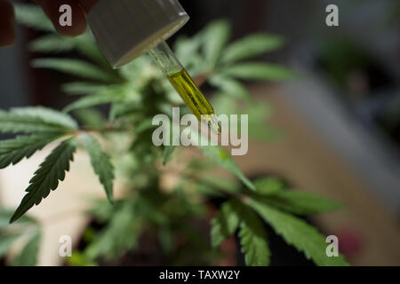 Plante femelle de cannabis avec compte-gouttes d'huile de CBD Banque D'Images