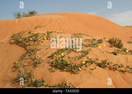 Les pommes amères jaune ( Citrullus colocynthis) dans le sable rouge du désert d'Oman Banque D'Images