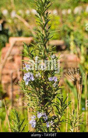 Rosemary a de plus en plus bush dans un potager dans le nord-est de l'Italie. Rosmarinus officinalis est une herbacée vivace, ligneuse Banque D'Images