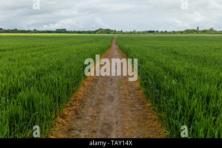 Sentier à travers la campagne anglaise flanquée de champ de blé dans la région de Beverley, Yorkshire, UK. Banque D'Images