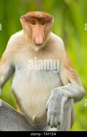 Proboscis Monkey (Nasalis larvatus) ou long-nez de singe, connu sous le nom de bekantan en Indonésie. Prises à Bornéo Banque D'Images