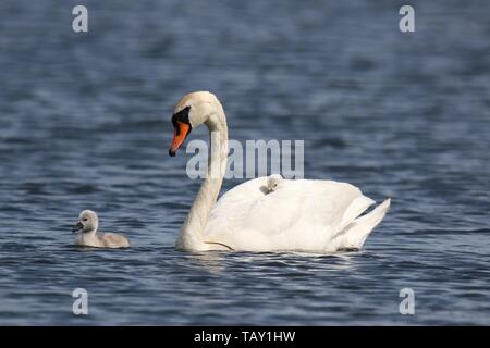 Un Cygne tuberculé Cygnus olor avec cygnets natation sur un lac bleu au printemps un fatigué cygnet est à cheval sur l'arrière de la mère swan Banque D'Images