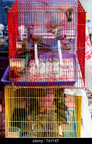 Oiseaux en cage, Yuen Po Street Bird Garden, Hong Kong, Chine Banque D'Images