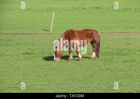 Trait Breton alezan cheval paissant dans un champ en Bretagne Banque D'Images