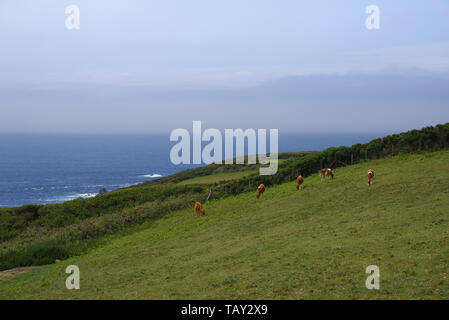 Guernesey le pâturage sur Sark - Guernsey, Channel Islands, Royaume-Uni Banque D'Images