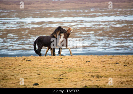 Le jeu des chevaux Islandais sur la prairie en hiver d'islande Banque D'Images