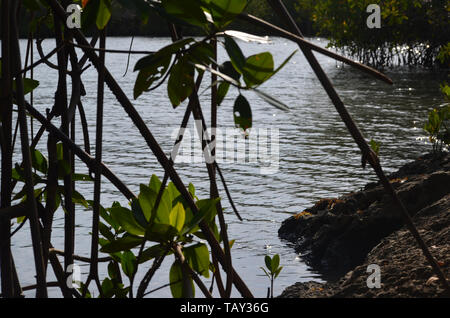 Les mangroves à Gibara Bay, dans le sud de Cuba Banque D'Images