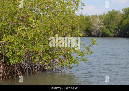 Les mangroves à Gibara Bay, dans le sud de Cuba Banque D'Images