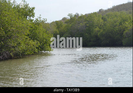 Les mangroves à Gibara Bay, dans le sud de Cuba Banque D'Images