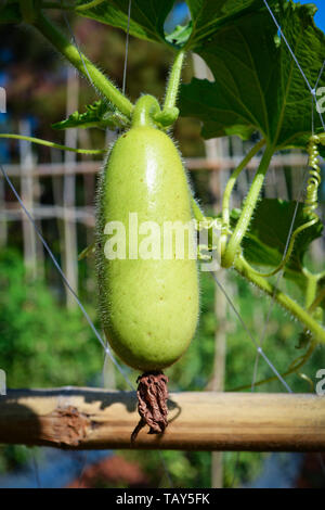 Calabash gourd légume - gourde bouteille suspendue sur le cep / Lagenaria siceraria Banque D'Images