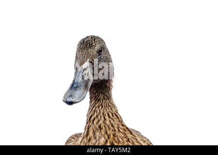 Kaki brun Campbell canard sur un fond blanc. Banque D'Images