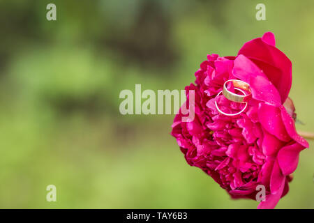 Anneau de mariage dans la pivoine fleur mariage.carte d'une fleur de pivoine rouge et deux anneaux d'or. Bijoux,mariage préparation.Le concept est une maison de vacances Banque D'Images