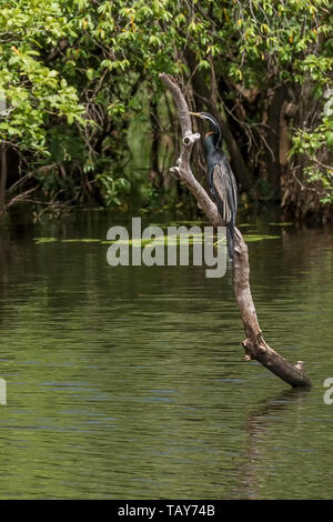 Belle Australasian Darter oiseau sur un journal qui sort des eaux de l'eau jaune billabong, Cooinda Kakadu, Australie, Banque D'Images