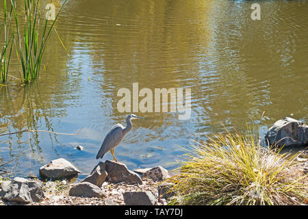 Aigrette à face blanche, Ardea novaehollandiae au bord d'un étang, à Tamworth Australie. Banque D'Images