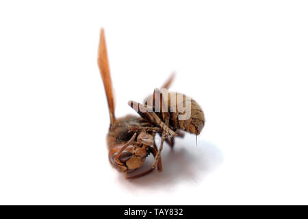 Un hornet séché sur un fond blanc. Stinger est visible Banque D'Images