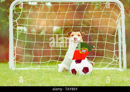 Aussi drôle chien fan de l'équipe nationale du Portugal avec le soutien du pavillon à son équipe dans la compétition internationale Banque D'Images