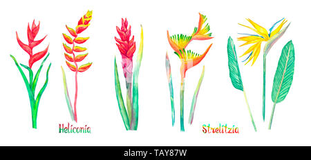 Strelitzia (oiseau de paradis, crane lily) et série fleur Heliconia, forme rouge isolé sur blanc illustration aquarelle peinte à la main, avec Banque D'Images