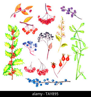 Collecte de branches avec des baies et des feuilles, isolé sur blanc aquarelle illustration Banque D'Images