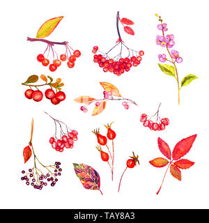 Les branches avec des baies et des feuilles d'automne, les couleurs rouge collection, feuilles et baies, isolé sur blanc aquarelle illustration Banque D'Images