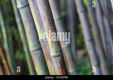 Vue avant libre avec une faible profondeur de champ de forêt de bambou avec texture naturelle Banque D'Images