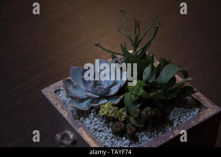 Echeveria, kalanchoe et plantes succulentes crassula composition dans contenant en béton carrés sur fond en bois foncé Banque D'Images