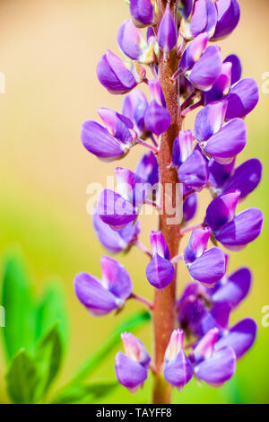 Belle pourpre lupin sauvage avec des fleurs rose violet et bleu, Close up avec arrière-plan flou Banque D'Images