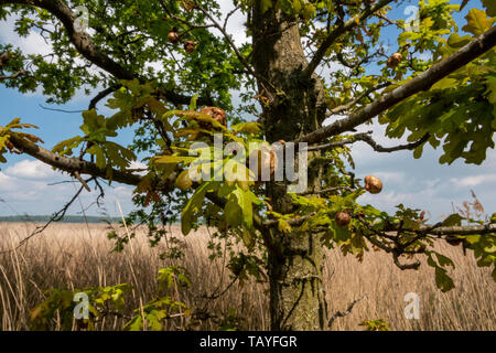 Fermer coup de pommes de chêne vert de plus en plus avec les feuilles et les branches contre un ciel bleu doux Banque D'Images