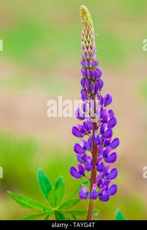 Belle pourpre lupin sauvage avec des fleurs rose violet et bleu, Close up avec arrière-plan flou Banque D'Images