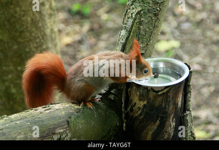 Eurasian Écureuil roux (Sciurus vulgaris) Banque D'Images