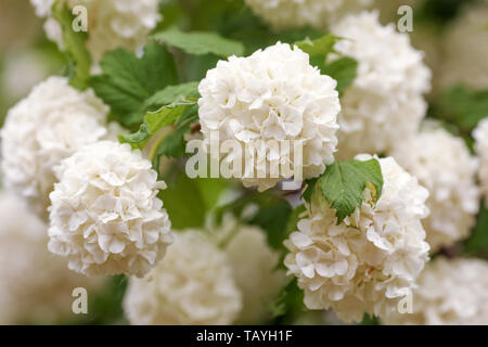 Viburnum opulus, de l'eau ancien, crampon, l'écorce et l'arbre en boule, blanc fleur cranberrybush européenne Banque D'Images