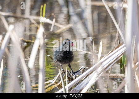 Jeune poule d'eau (Gallinula chloropus) entre les roseaux au printemps Banque D'Images