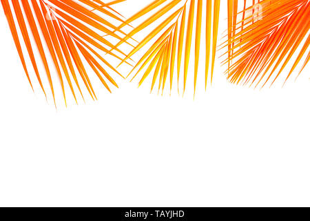Orange corail tropical palm couleur feuilles sur fond blanc. Banque D'Images
