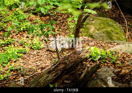 Chat Sauvage Européen, Felis silvestris, dans la forêt de l'été européen. Environnement typique. L'Europe. Banque D'Images