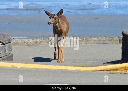 Un Columbian Black-tailed deer femelle ((Odocoileus hemionug columbianus) balade le long du sentier pédestre de Qualicum Beach sur l'île de Vancouver. Banque D'Images