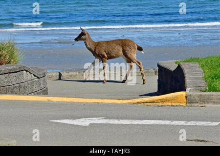 Un cerf à queue noire (Odocoileus hemionug columbianus), à marcher le long du sentier pédestre pavée de Qualicum Beach sur l'île de Vancouver Banque D'Images