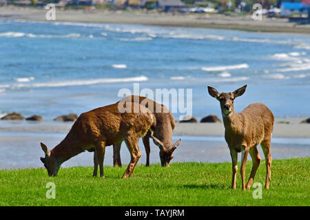 Les cerfs à queue noire (Odocoileus hemionug columbianus) ; qui se nourrit d'une pelouse verte le long de la plage à Qualicum Beach sur l'île de Vancouver Banque D'Images