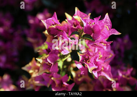 Un gros plan d'une rose / violet fleurs de bougainvilliers avec soft, fond sombre ! Photographié dans le paradis tropical de Madère, au Portugal. Banque D'Images