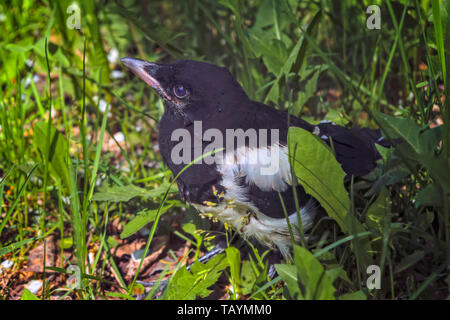 La nichée de l'pie siège au milieu de l'épaisseur de l'herbe verte. Pie bavarde Pica pica assis sur un pré. Banque D'Images