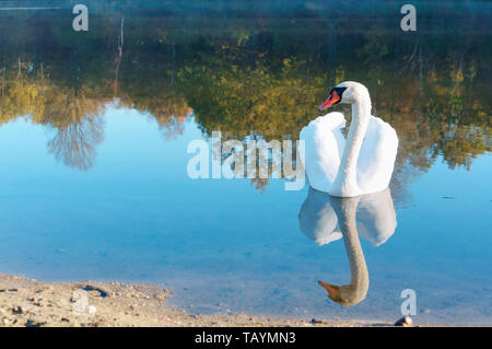 Un cygne sur l'étang, White Swan brouillard tôt le matin Banque D'Images