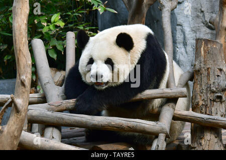 Panda géant, Ailuropoda melanoleuca, Pandabär, Chengdu Research Base de reproduction du Panda Géant, Chengdu, Cengtu, Chengtu, Chéngdū, China, Asia Banque D'Images